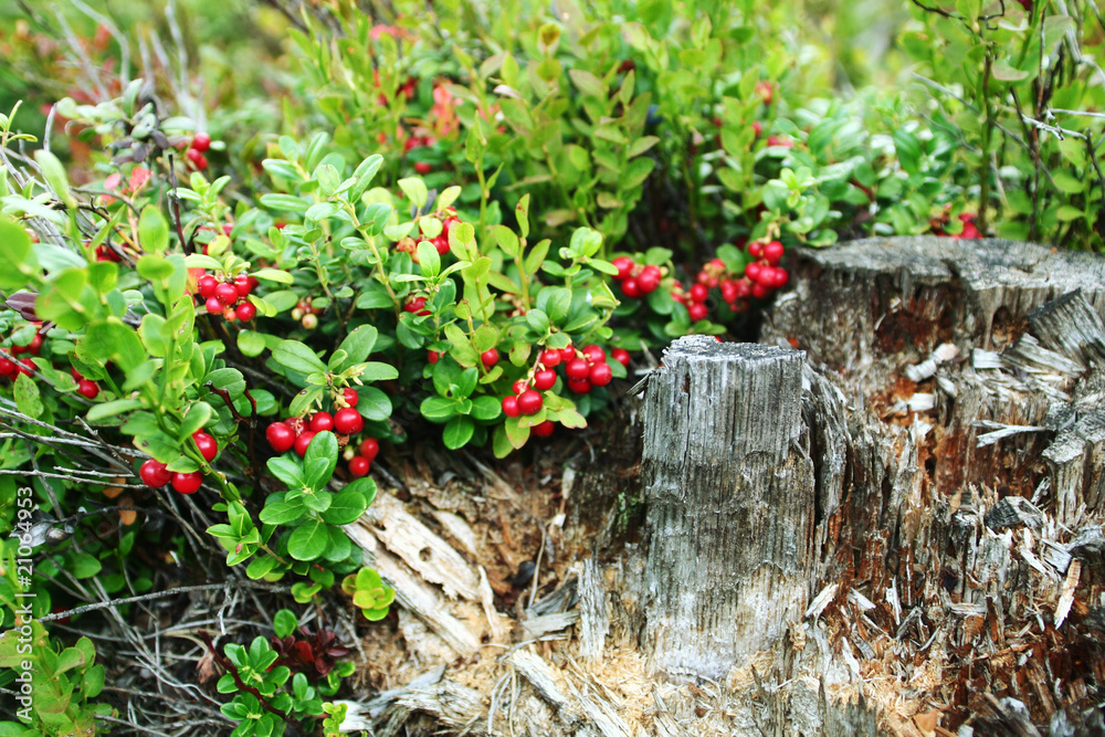 Naklejka premium lingonberries