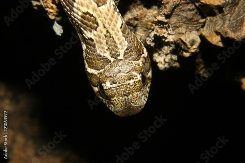 Hakennatter (Heterodon nasicus nasicus) photo