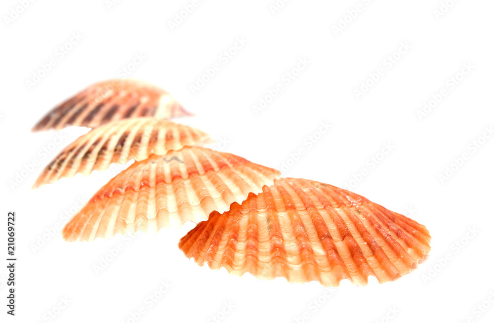 sea shells on white background sea shells on white background