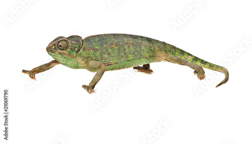 Chameleon isolated on white background