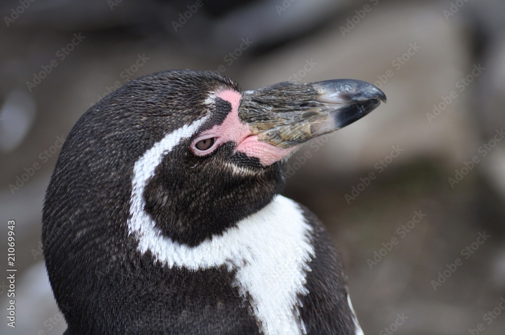Fototapeta premium Black and white penguin