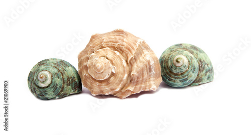 sea shells on white background