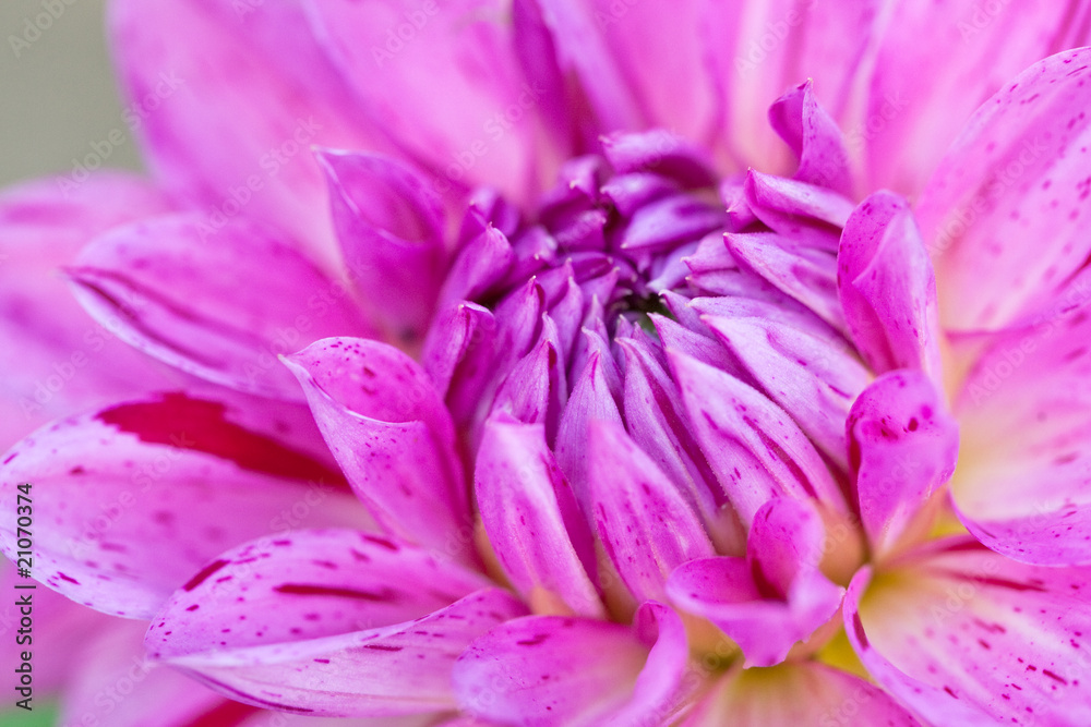 Macro view of pink flower dahlia