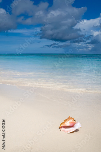 Shell on white sand beach near blue see in summer