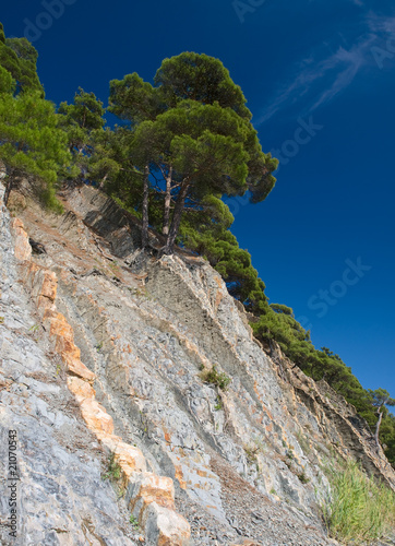 pines and rocks landscape