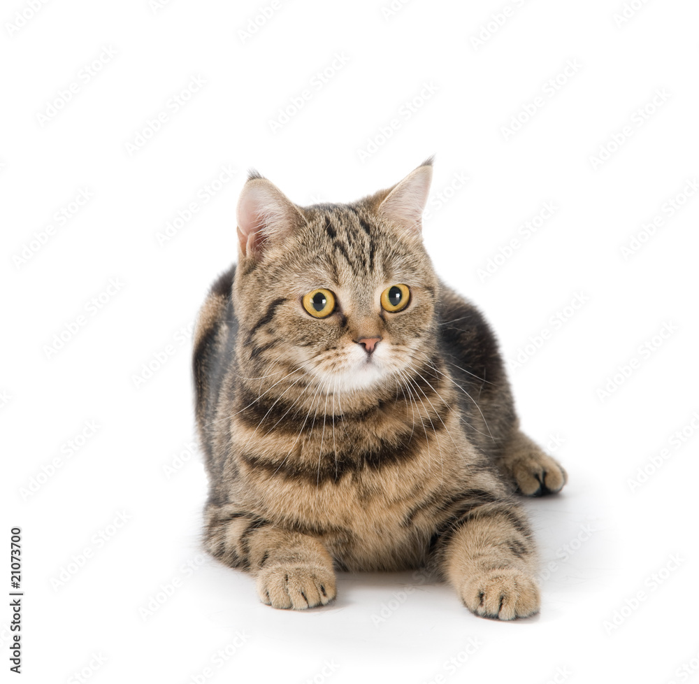 Fototapeta premium Cat