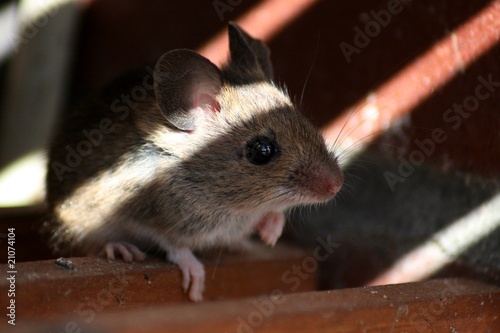 Fototapeta Hausmaus1