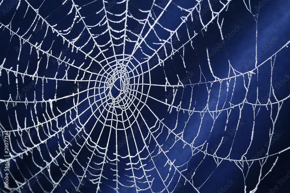 Obraz premium Frozen Spider Web