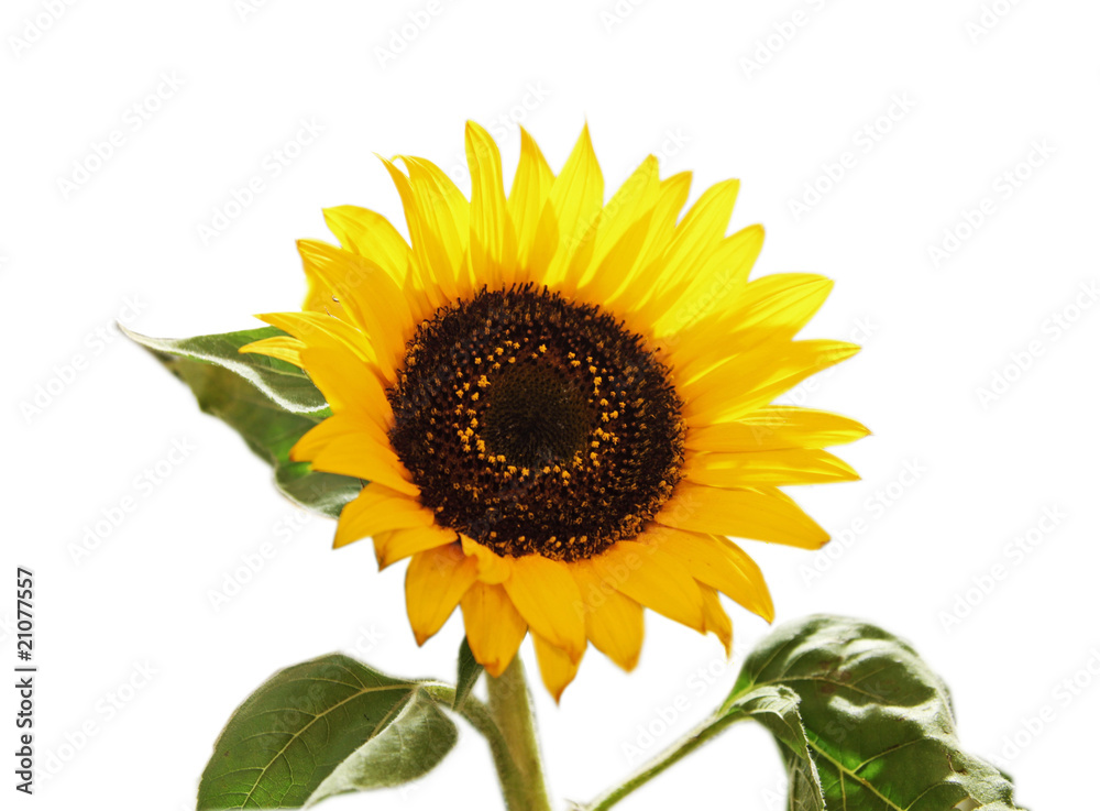 Obraz premium Sunflower