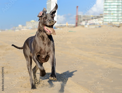 Great Dane running on the beach