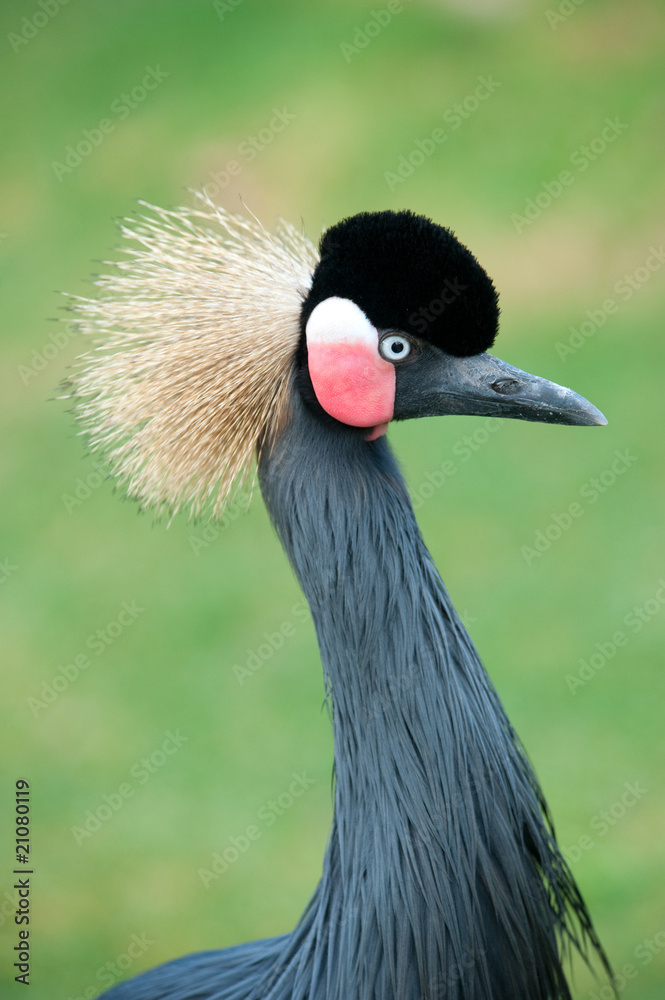 Fototapeta premium Grey Crowned Crane