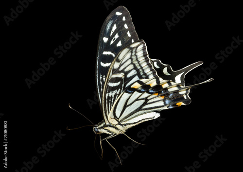 Butterfly (Papilio xuthus) 6