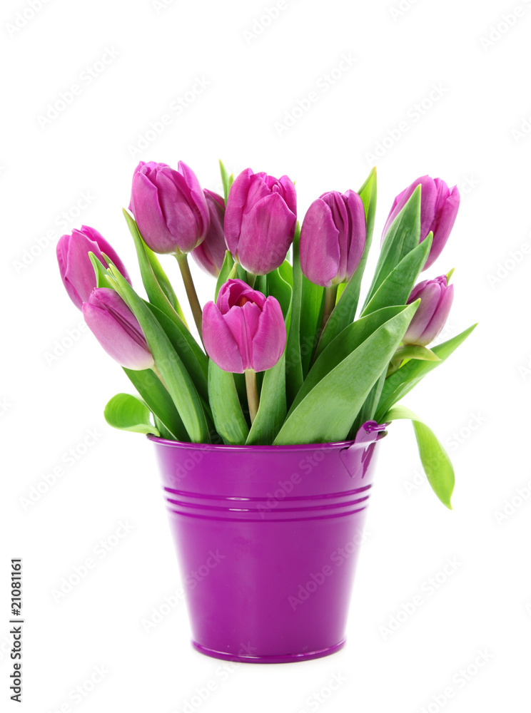 Fototapeta premium Purple tulips in bucket isolated on white background