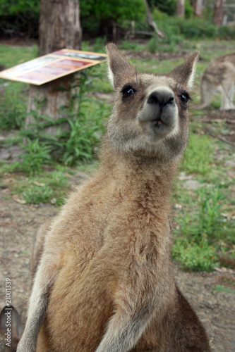 Känguru Tasmanien photo