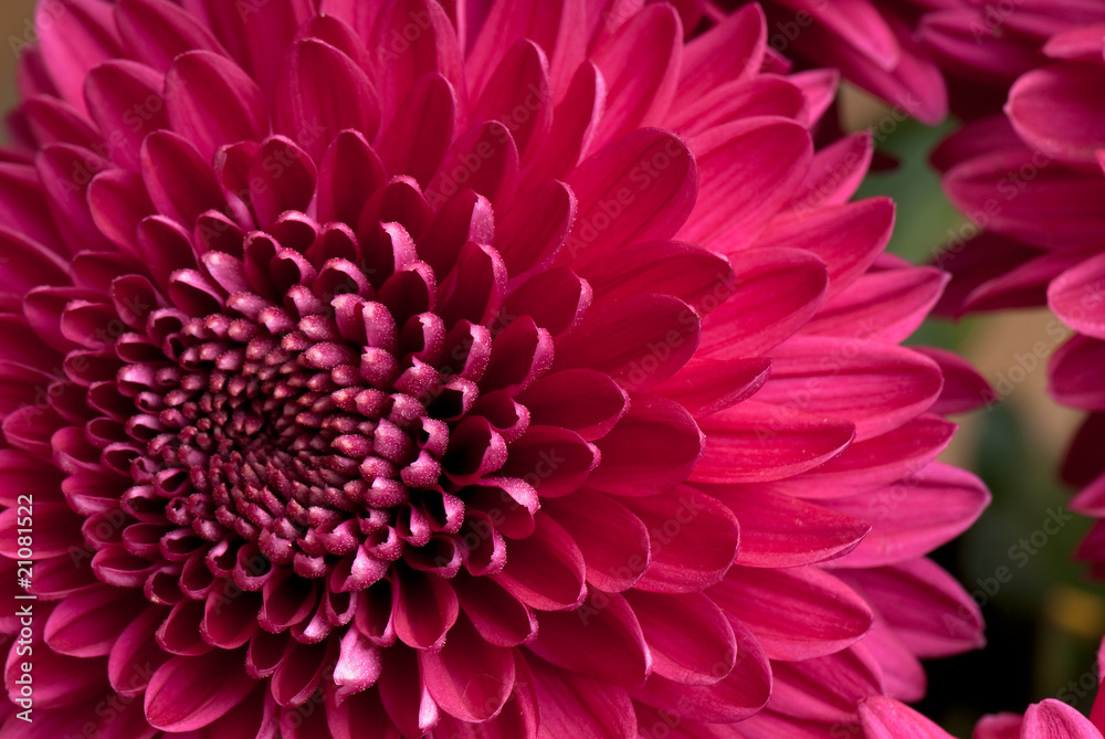 chrysanthemum chrysanthemum