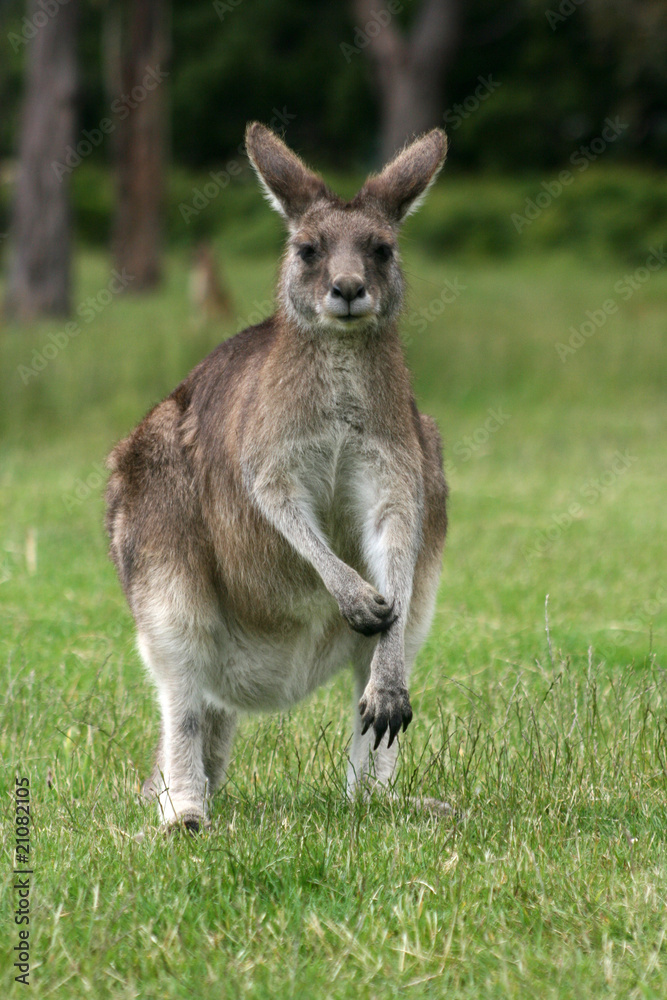 Känguru Wallaby - Tasmanien