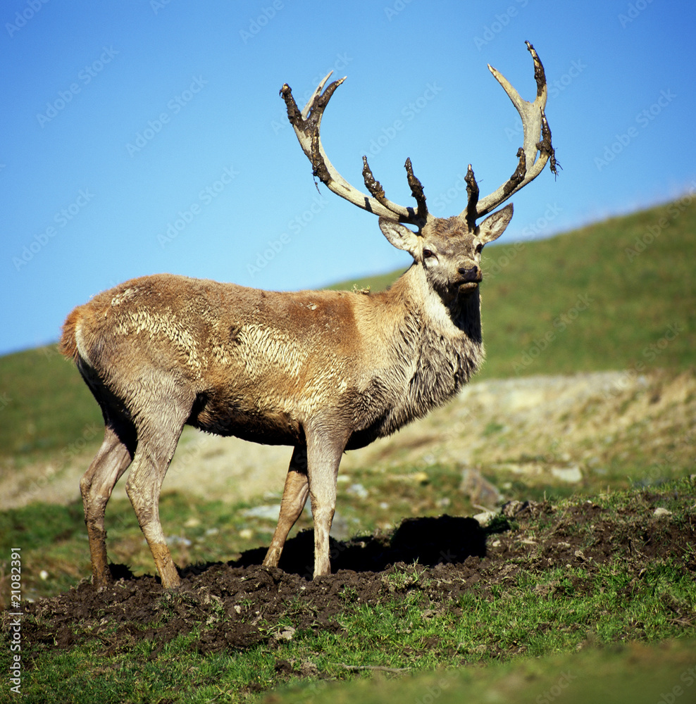 Obraz premium Hirsch_115829