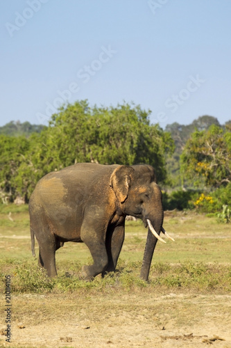 a rare yala tusker