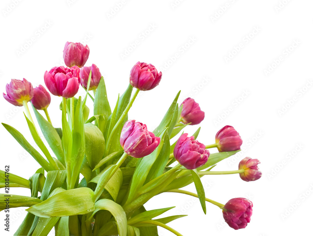 Fototapeta premium bouquet of the tulips