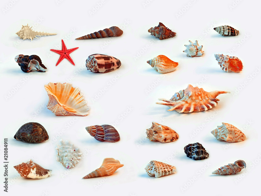 Sea shells Sea shells