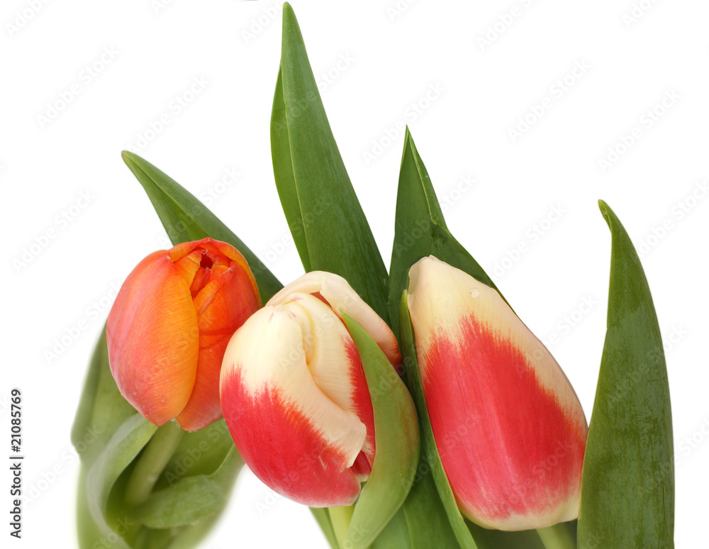 Naklejka premium Tulips bouquet