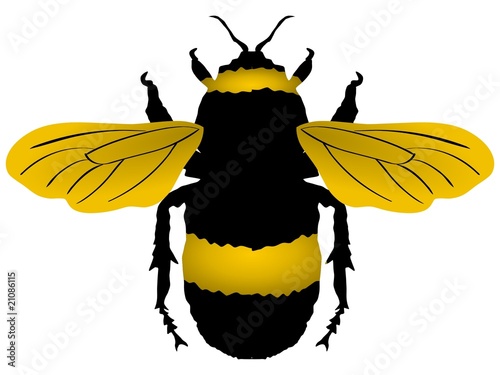 bumblebee