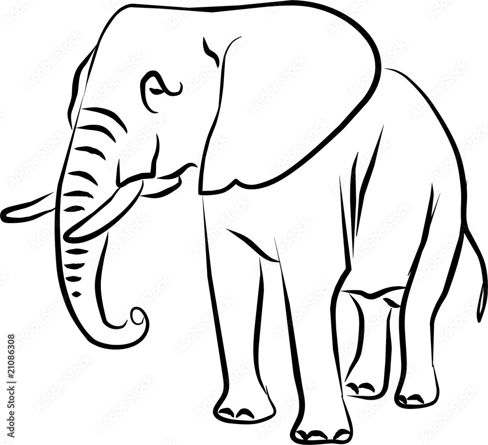 Fototapeta premium elefante africano