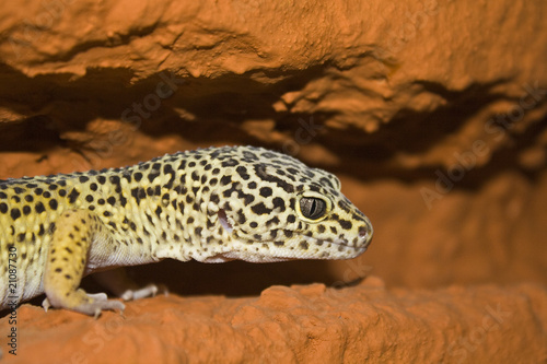 Leopardgecko closeup photo