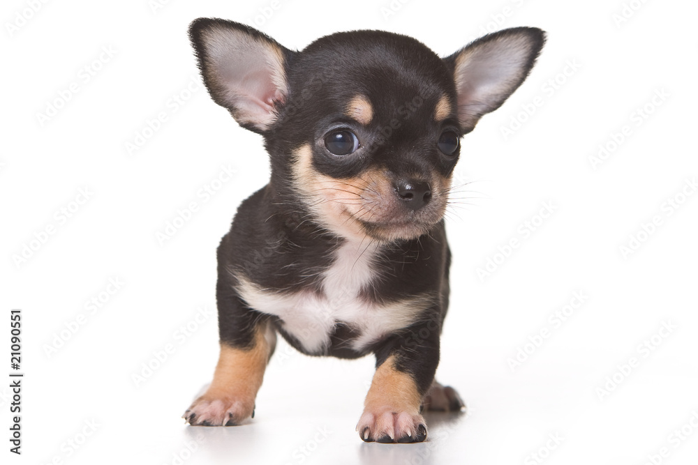 Fototapeta premium Chihuahua puppy isolated on white