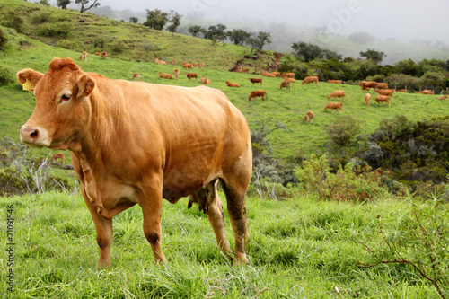 vache limousine à l'alpage photo