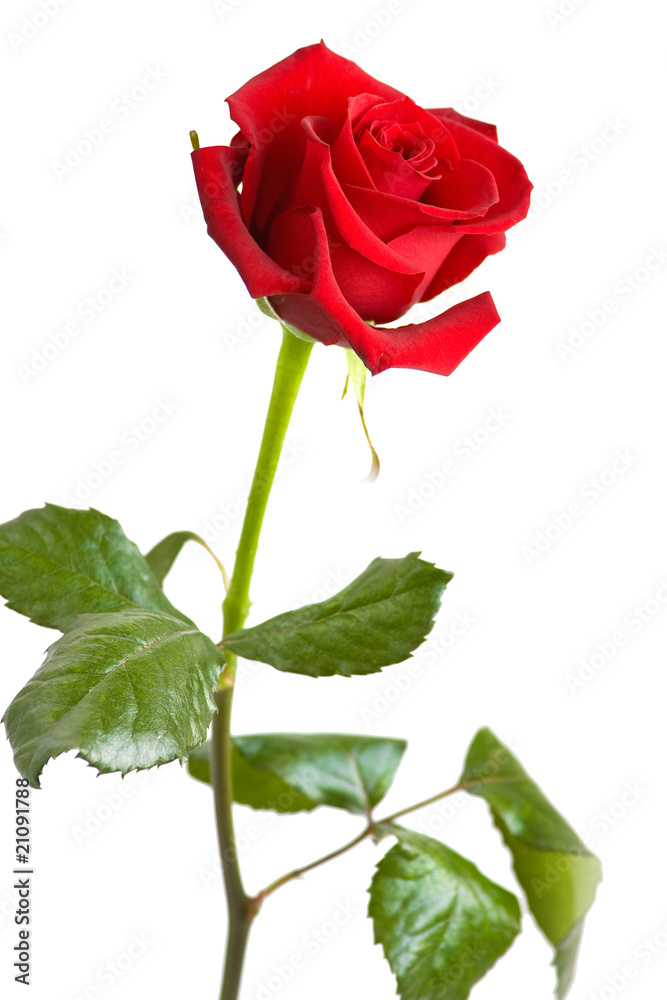 Naklejka premium Red rose