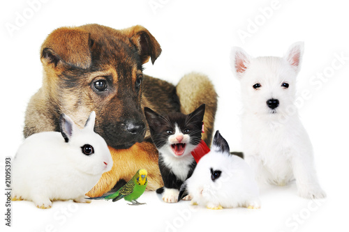 rabbit, dog, cat and parrot