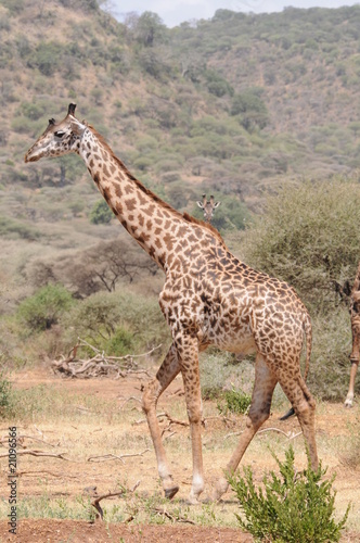 Giraffe © Stefan Richter