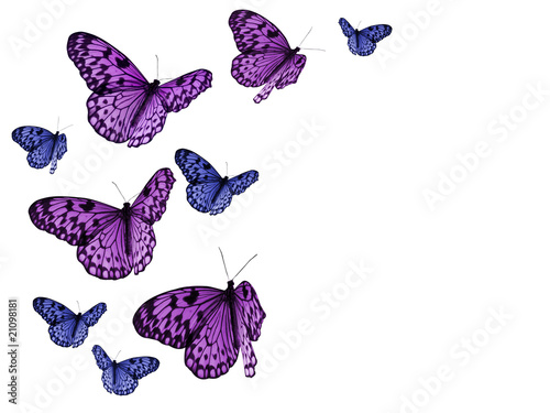 colorful butterflies on white background with clipping paths