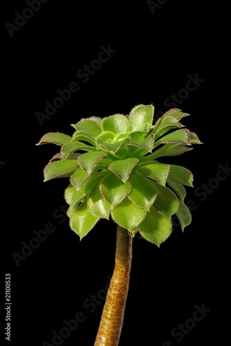 Branch of exotic plant photo