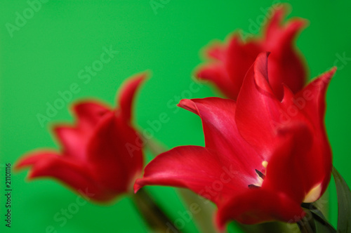 Fototapeta Naklejka Na Ścianę i Meble -  Beautiful Red Tulips