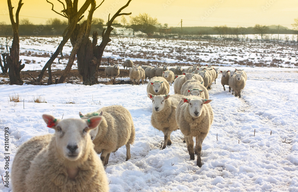 Sheep