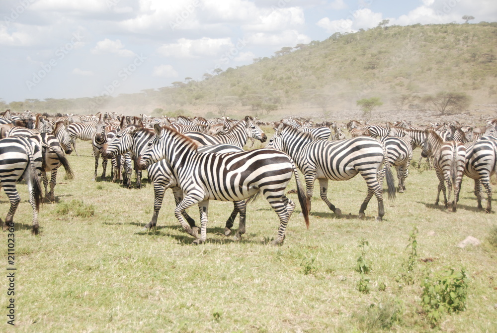 Fototapeta premium Zebraherde
