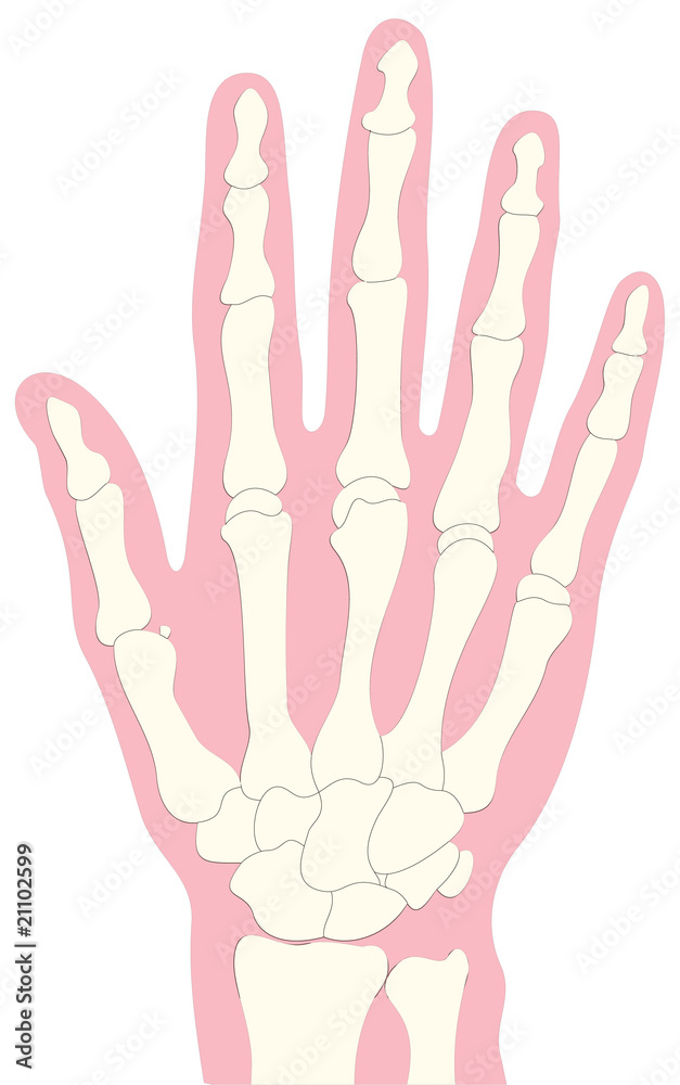 Obraz premium Bones of the hand