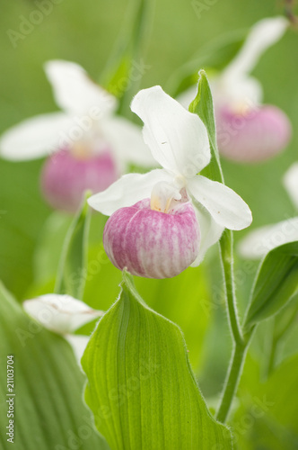 lady slipper trio