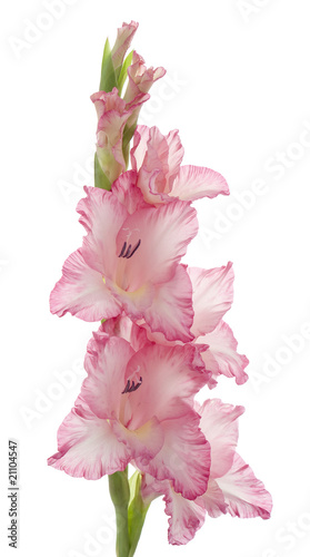 Obraz na płótnie gladiolus