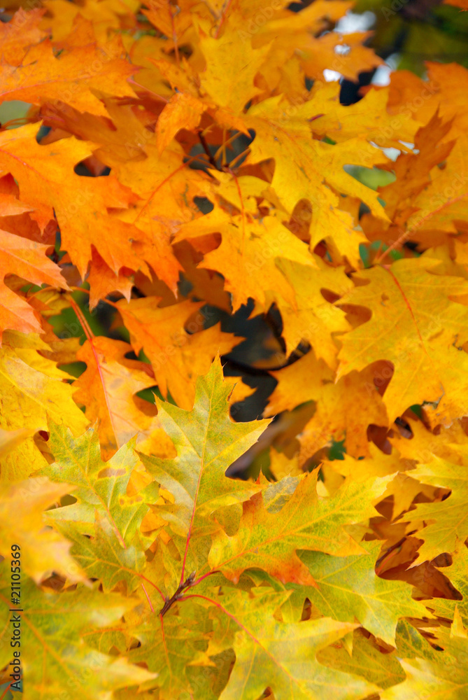 Fototapeta premium Eichenlaub - Oak leaf cluster 01