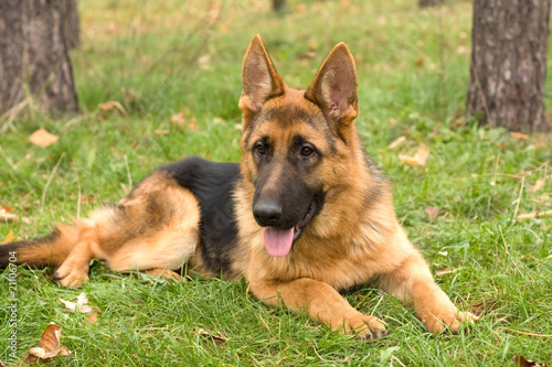 german shepherd