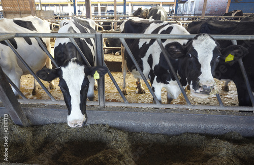cow farm agriculture bovine milk