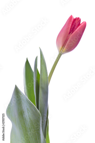 tulip