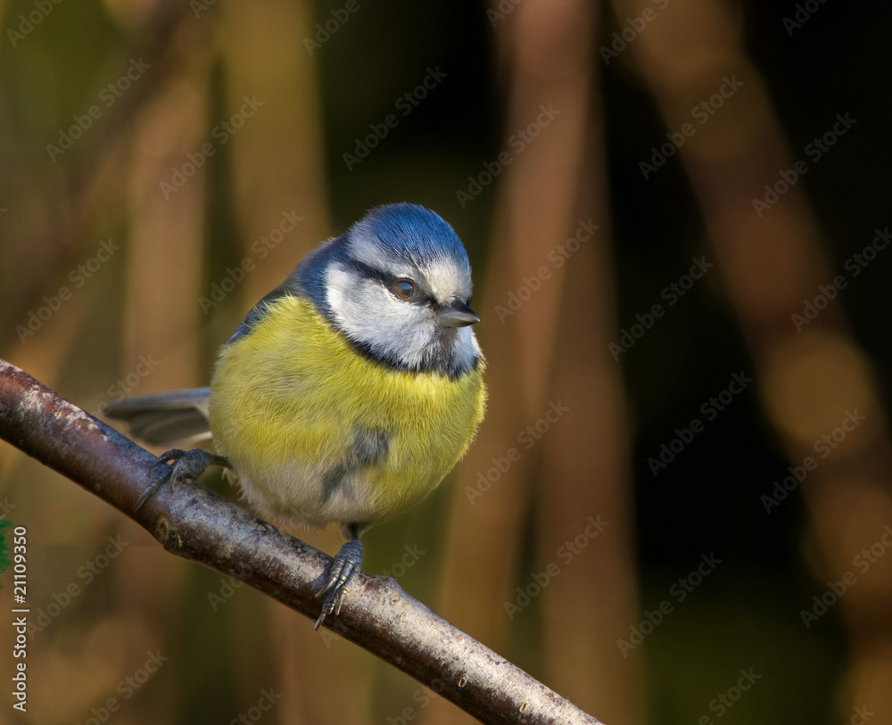 Obraz premium Blaumeise