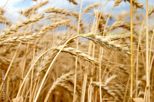 golden wheat ear. south Ukraine