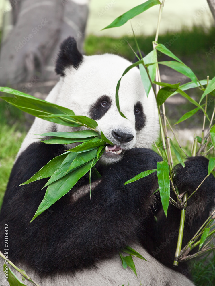Obraz premium Giant panda