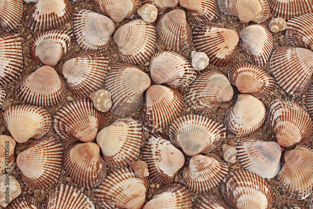 Background from cockleshells Background from cockleshells