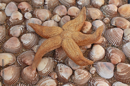 Background from cockleshells and  starfish